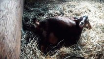 Ophelia giving birth to baby goat