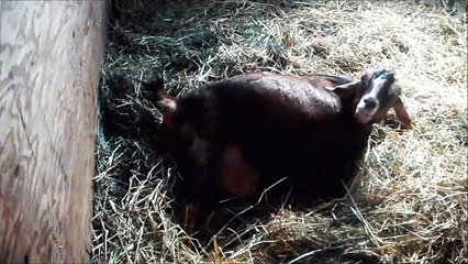 Ophelia giving birth to baby goat