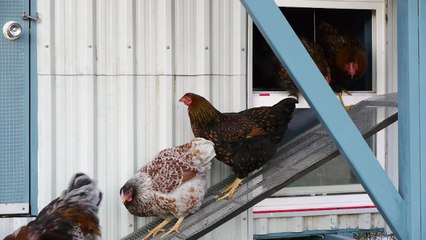 DIY Automatic Chicken Door