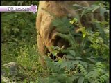 l'orso a spasso nel parco Dolomiti