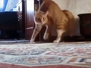 Gatos cabreados y asustados.