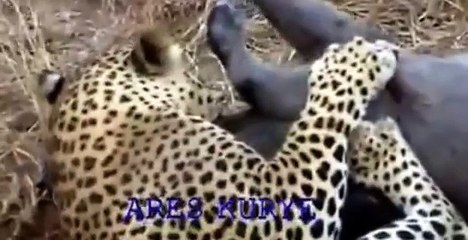 Babi VS Macan Tutul