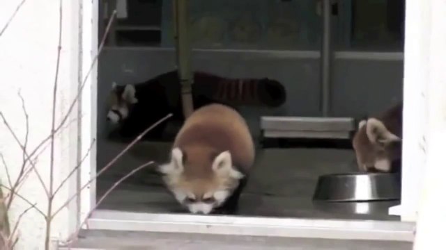 Un panda roux apeuré par un soigneur au zoo