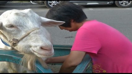 Farmer milks goats and sells on demand