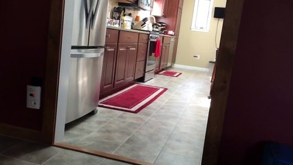 Cat tries to catch a mini-drone