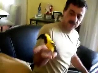 O melhor concris ,Corrupião do Brasil