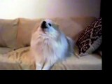 Singing Dog- Pomeranian Singing 