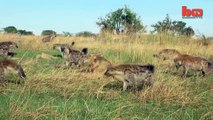 Clan Of Hyenas Attack Lone Lion And Steal Its Prey