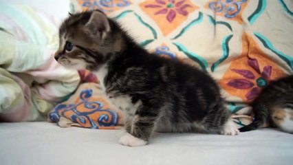 Baby Kitten meows