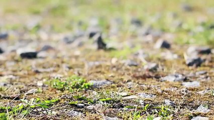 Free Sony Vegas Pro 12 Template—— Forest Rocky Photo Gallery