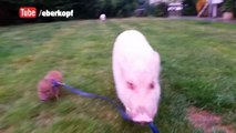 Moritz the Pig Adopts Another Baby Brother