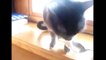 Funny Cat Videos - Cats Fighting - Birds Annoying