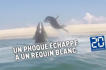 Un phoque échappe de justesse à un requin blanc