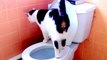 Toilet Trained Cat - Potty Trained Albus pees in the toilet