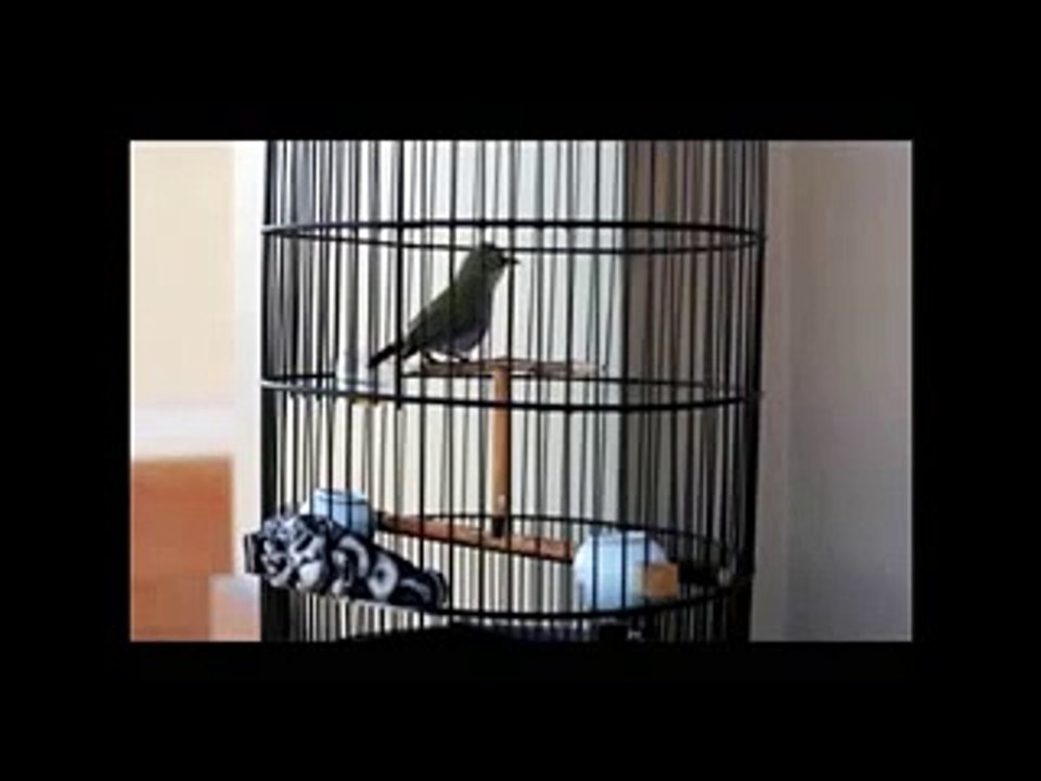 Kicau Pleci Burung Kacamata Juara Nasional Januari 2015