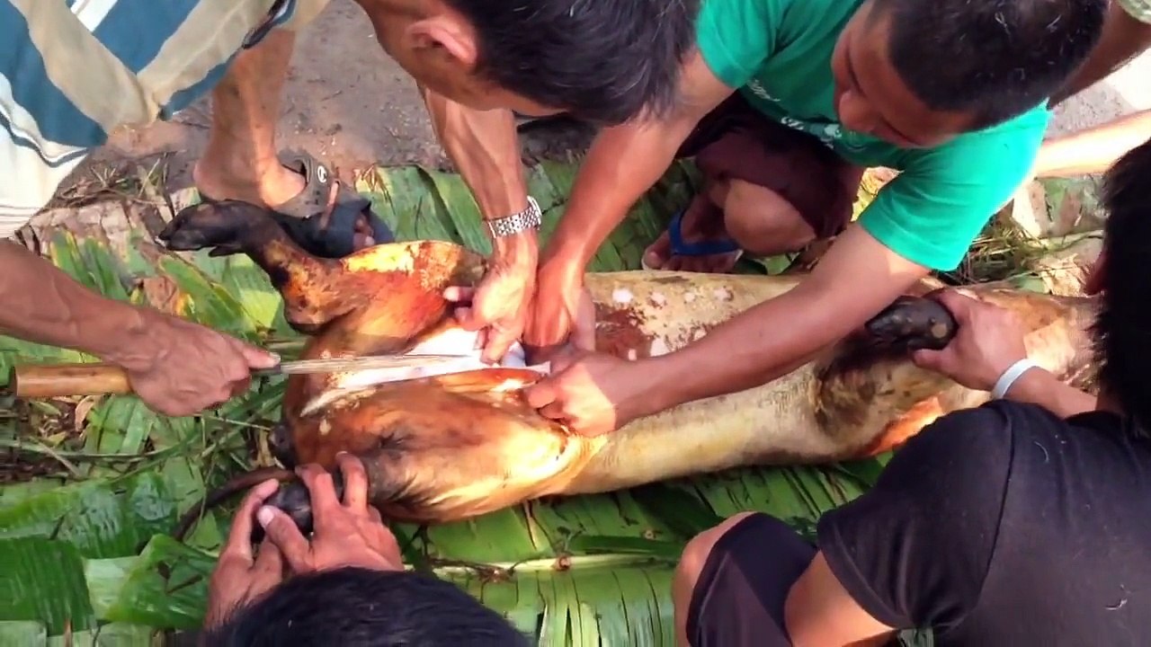 ぶたの解体/butcher a pig ※動物の解体が苦手な方はご注意下さい
