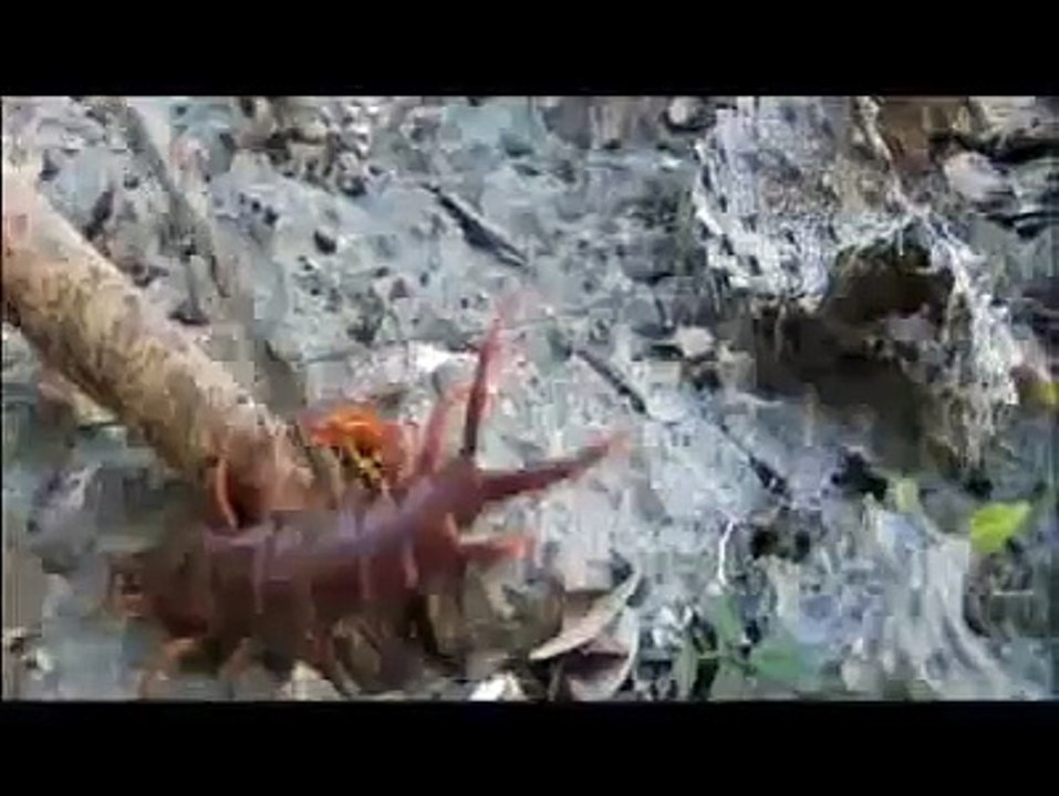 Bear Grylls Man vs Wild. Giant Centipede..flv