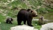 Mummy & Baby Bear @ Wildpark Langenberg