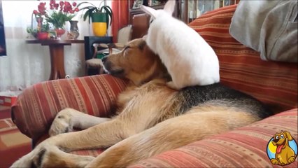 Dog and rabbit share incredible friendship
