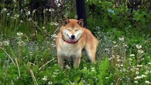 愛犬と北海道の旅7　柴犬ジロー　Shiba inu