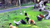 Chickens eating grass @ Bol park