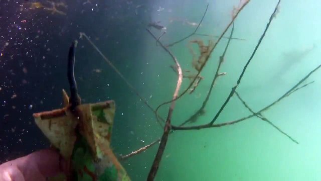carpe , amour blanc , brochet , tanche , plongée apnée a la gravière de la chapelle, alsace