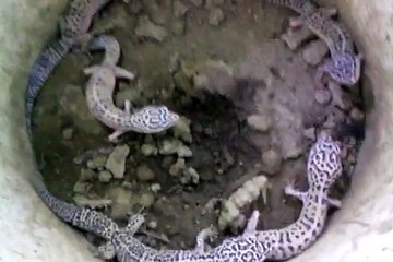 The leopard gecko is a crepuscular ground