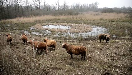 _DSC2351 Petite Camargue Alsacienne, Highland d'Ecosse qui attendent leur foin