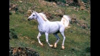 REAL UNICORN creature PROOFSIGHTING! 2015 - Evidence of unicorns existence