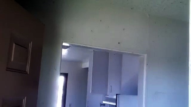 Spider Infestation (crazy)