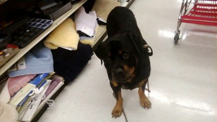 Rottweiler Slow Motion Bite Force