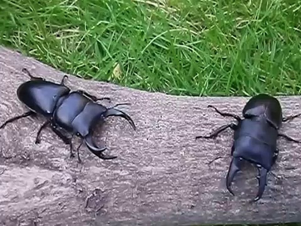 どっちが強いの オオクワガタｖｓヒラタクワガタの戦い Video Dailymotion