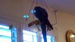 Tommy the talking blue and gold macaw parrot