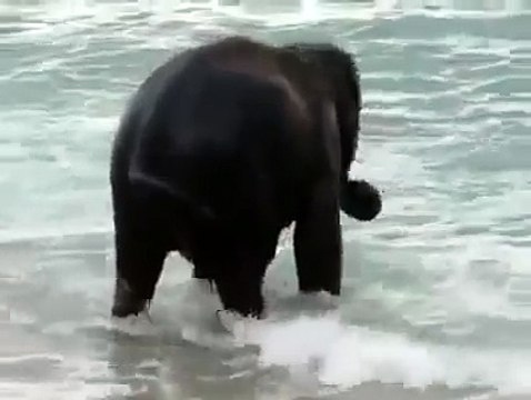 Un bébé éléphant découvre l'océan et les vagues - Magique!