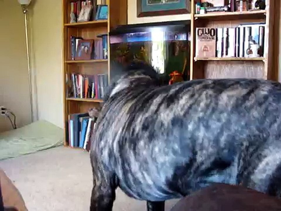 1 year old English Mastiff puppy invents own game