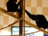 Siamang gibbons at Noah's Ark Zoo Farm