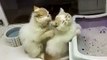 cat massage--By Funny Videos Collection