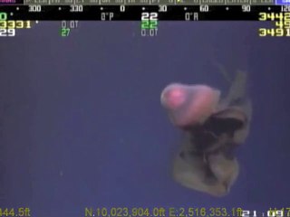 Giant medusa filmed at 3330meters below the surface in the ocean !