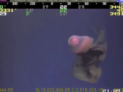 Giant medusa filmed at 3330meters below the surface in the ocean !