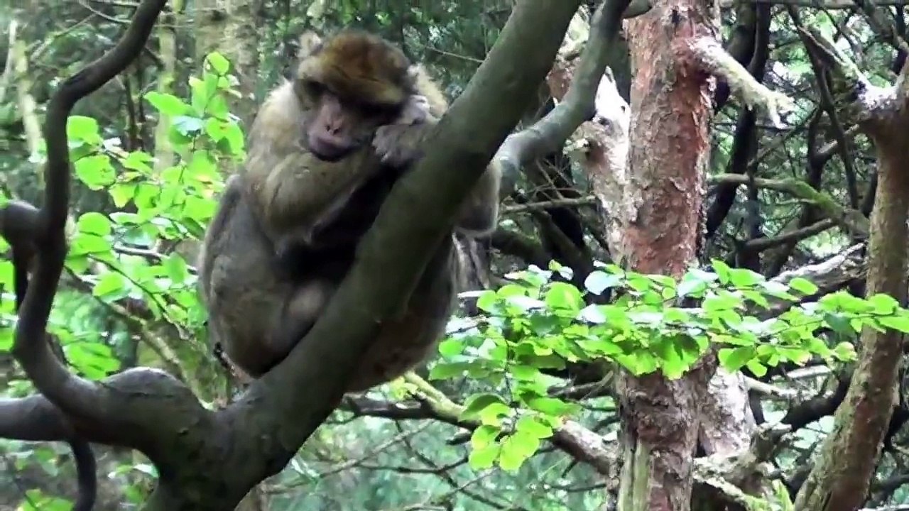 Montagne des Singes Kintzheim Alsace Suite