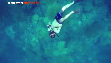 Un dauphin sauvage joue avec des plongeurs et saute autour d'eux