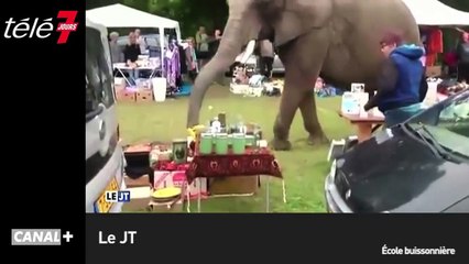 Le zapping du 19/08 : Une éléphante échappée d’un cirque se balade dans une brocante !