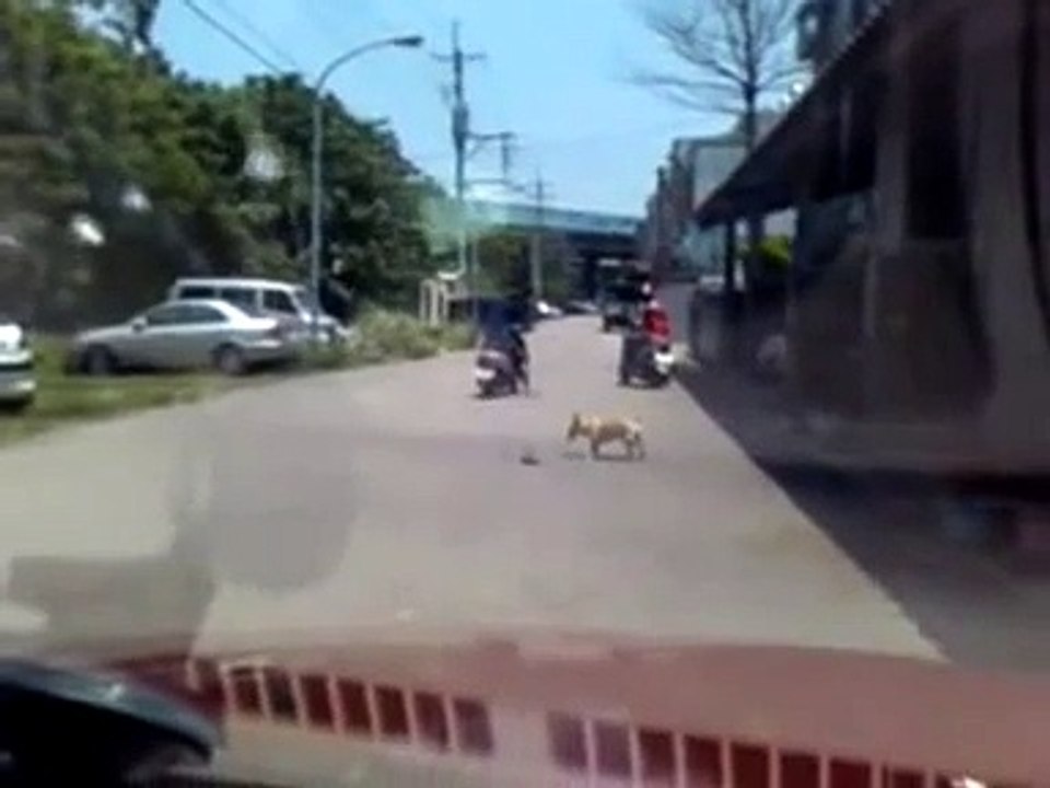 小黃狗大戰眼鏡蛇