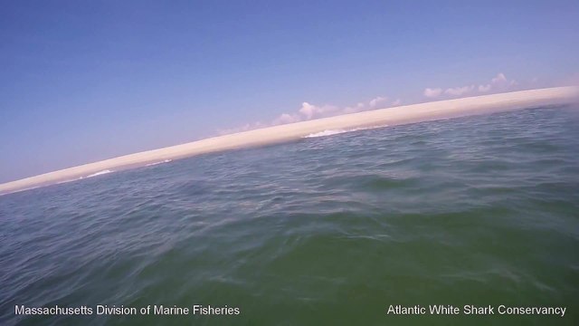 White Shark 0- Seal 1 - Cape Cod