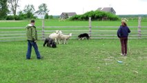 Bouvier des Flandres Herding - Teagan The Stud
