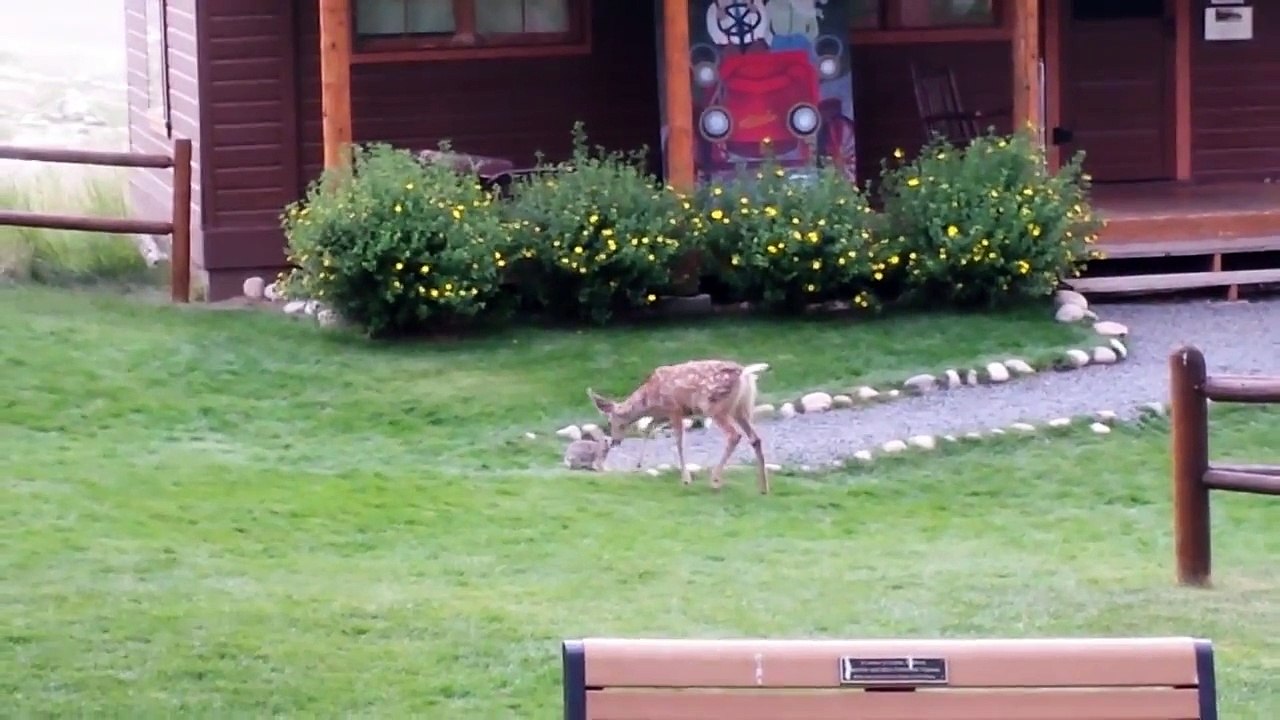 Mignon : l'amitié entre Bambi et Panpan existe réellement