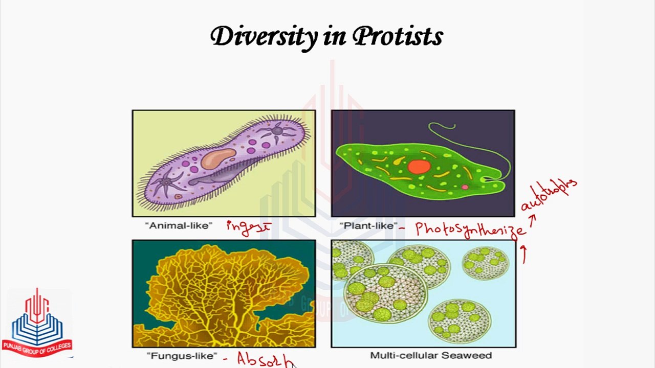 Diversity in Protists , Diversity among Protista, Major group of Protista