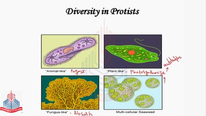 Diversity in Protists , Diversity among Protista, Major group of Protista