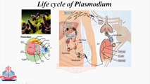 Detailed study of Apicomplexans and The Algae : plant like protists