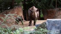 The rhino calf explores his outside habitat
